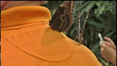 Butterflys liked my orange shirt.