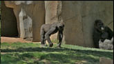 The Gorilla display