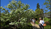 The Japanese Garden