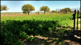 Large poppy field