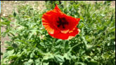 Poppy
