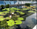 Lilly pads