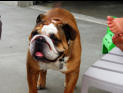 Oscar the bulldog.