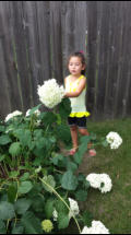 Nicole checking out Arlene's Hydrangeas