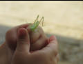 The Bug!