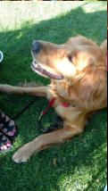 Pat and Michelles dog.