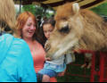 Making friends with the camel