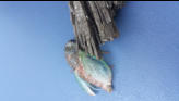 Wings keep enlarging.