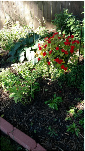 Arlene's Newest Garden 8/30/2016