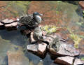 Duck family.