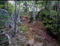 A walk through the woods.