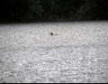 A Loon in the lake