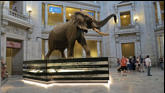 Entering the Museum of Natural History