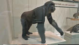 Continuing our journey through the Museum of Natural History