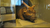 Mumified sacred bull