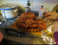 Time to carve the bird.