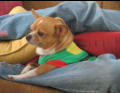Moco In His Christmas Attire/