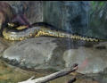 Anaconda