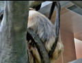 Tree Sloth