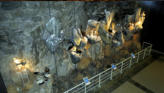 Display of different birds in area