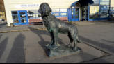 A dog that went to sea