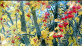 Berries on tree