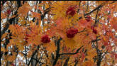 More berries