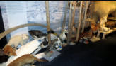 Polar museum