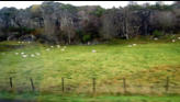 A field of sheep