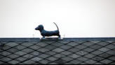 Dog on roof