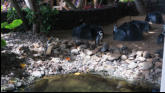 Penguins In The Hotel Atrium