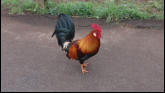 Free Range Rooster