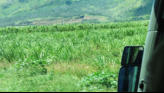 Sugar Cane Field