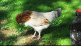 Free Range Chickens In The Park