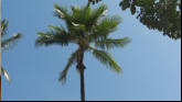 Tree Climber